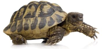 Tortoise