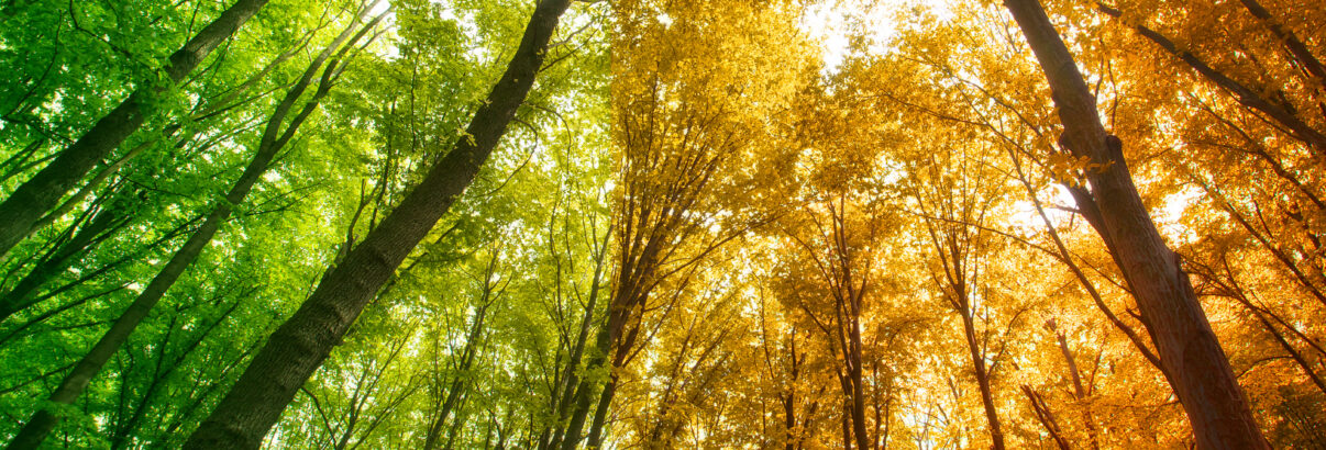 The Season Of Year Is Changing In In The Forest